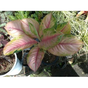 Tanaman hias aglaonema red imelda murah