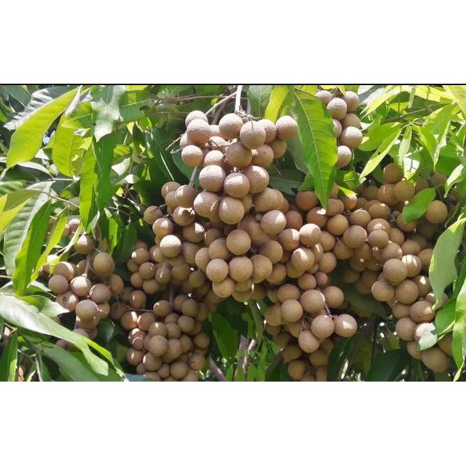 Bibit Kelengkeng Kateki