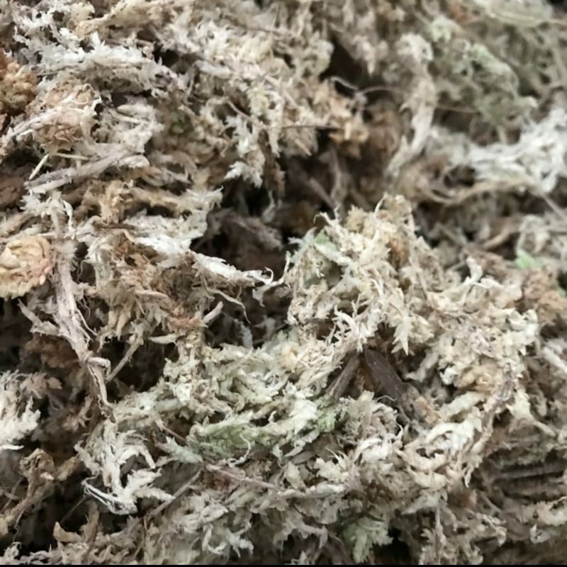 Media tanam murahSphagnum moss kering 50 gram untuk tanaman karnivora anggrek