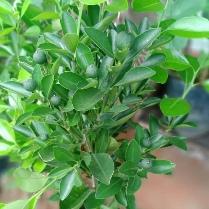 J3Z Bibit Pohon Jeruk Kip/Lemon Cina Sdh Berbuah Kecil2 Tinggi 50-60Cm