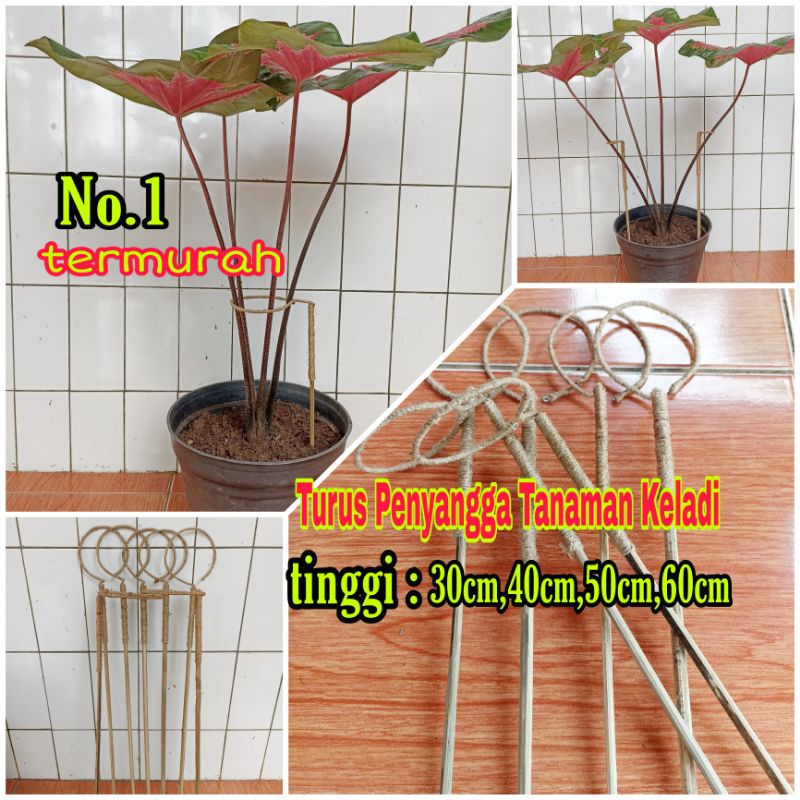 Turus Penyangga Tanaman Hias Keladi -Turus Bulat Tanaman Keladi-Tanaman Begonia-Alocasia