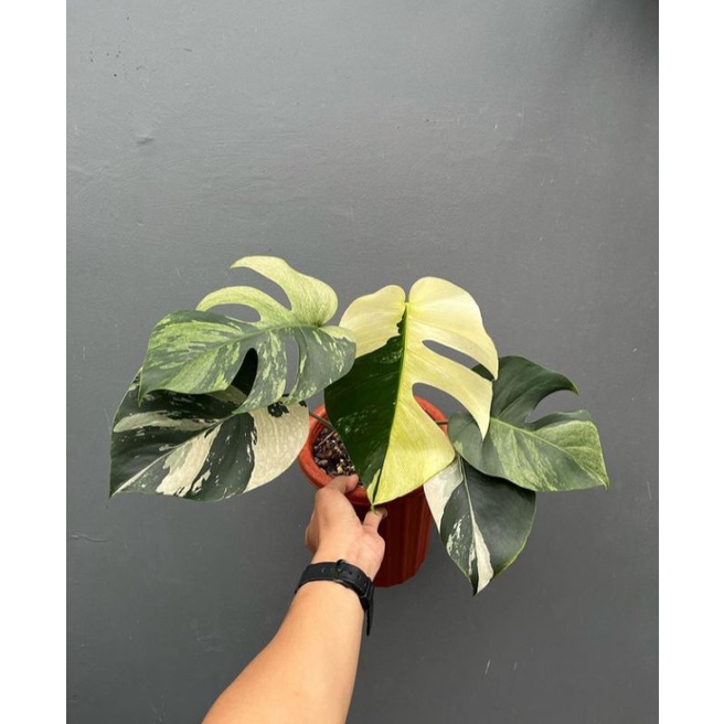 Promo Bibit Batang Bonggol Monstera Marilyn Mint Varigata Terbaik.