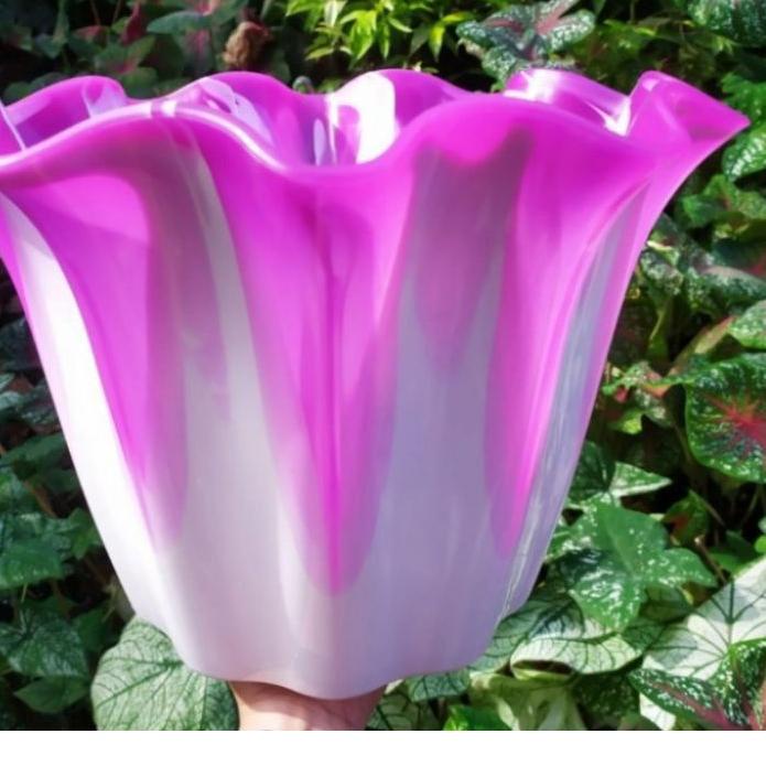 POT BUNGA PRIMADONA JUMBO 40 PUTIH CANTIK