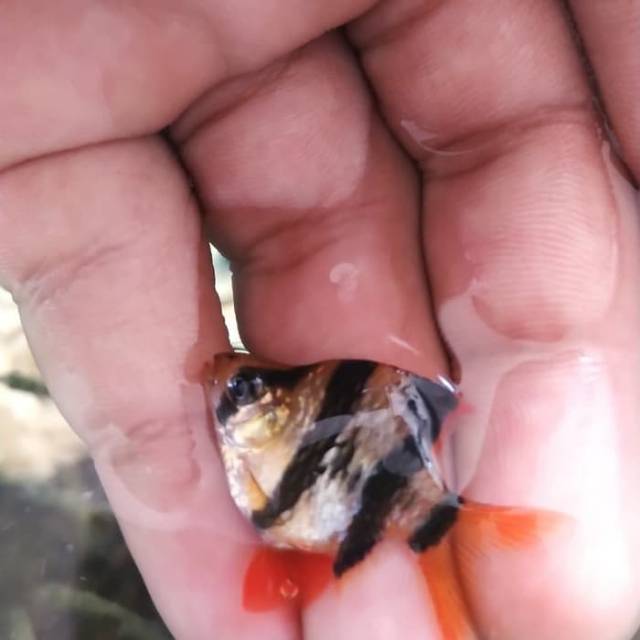 Ikan Hias Sumatra Balon Size M Shopee Indonesia