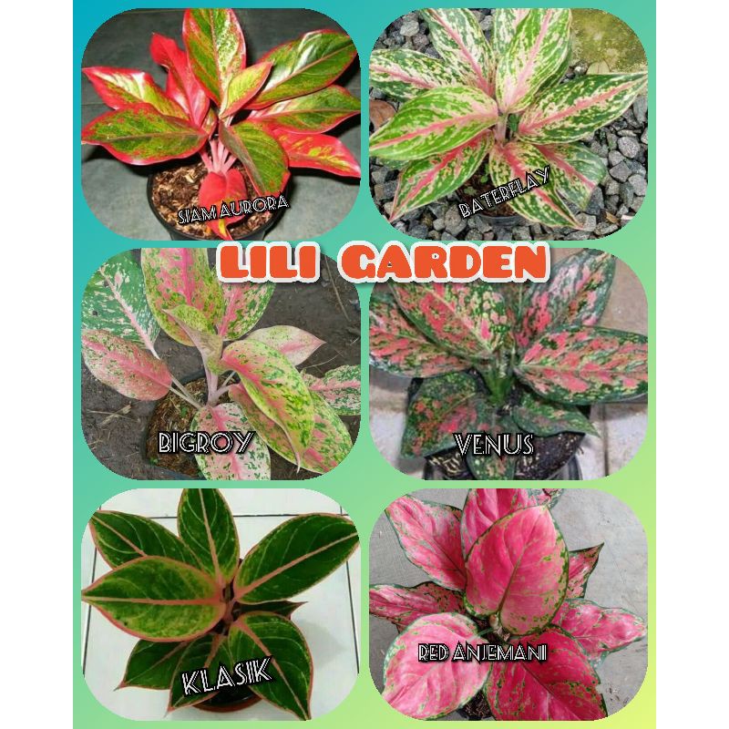 bibit aglonema paket 6 jenis aglonema terlaris aglonema murah