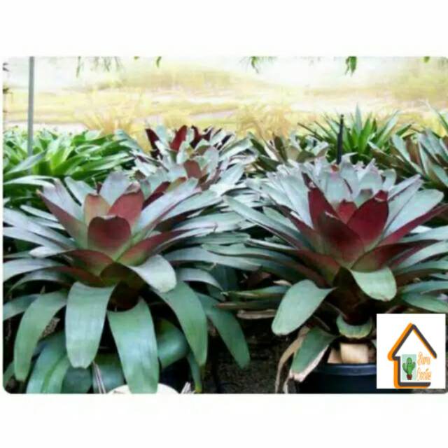 Tanaman Hias Bromeliad Giant