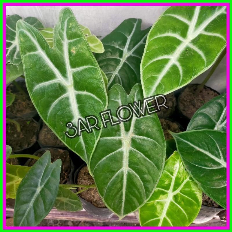 (BISA COD) TANAMAN HIAS ALOKASIA KUPING KELINCI/ALOCASIA