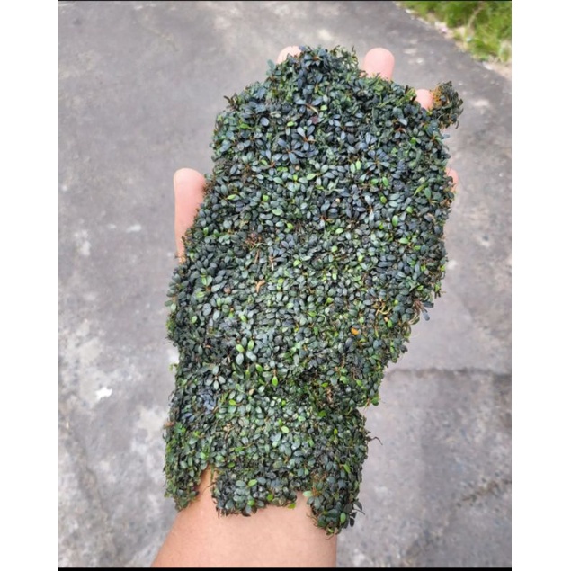 bucephalandra supermini ½/1 kg dan bonus