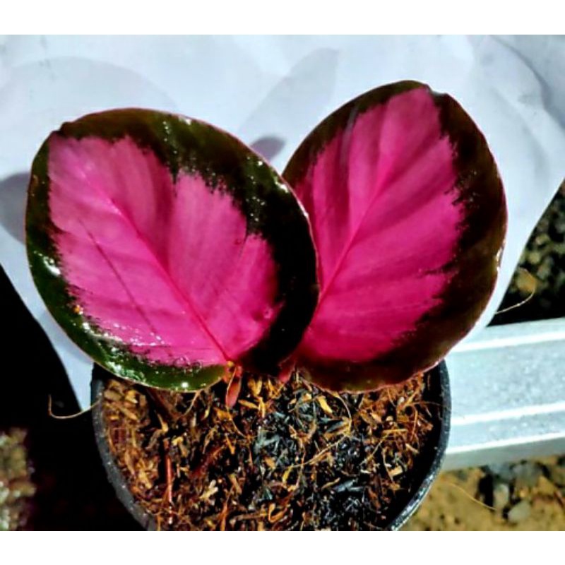 Calathea murah/CRIMSON UNGU IMPOR ORIGINAL(TANAMAN HIAS)