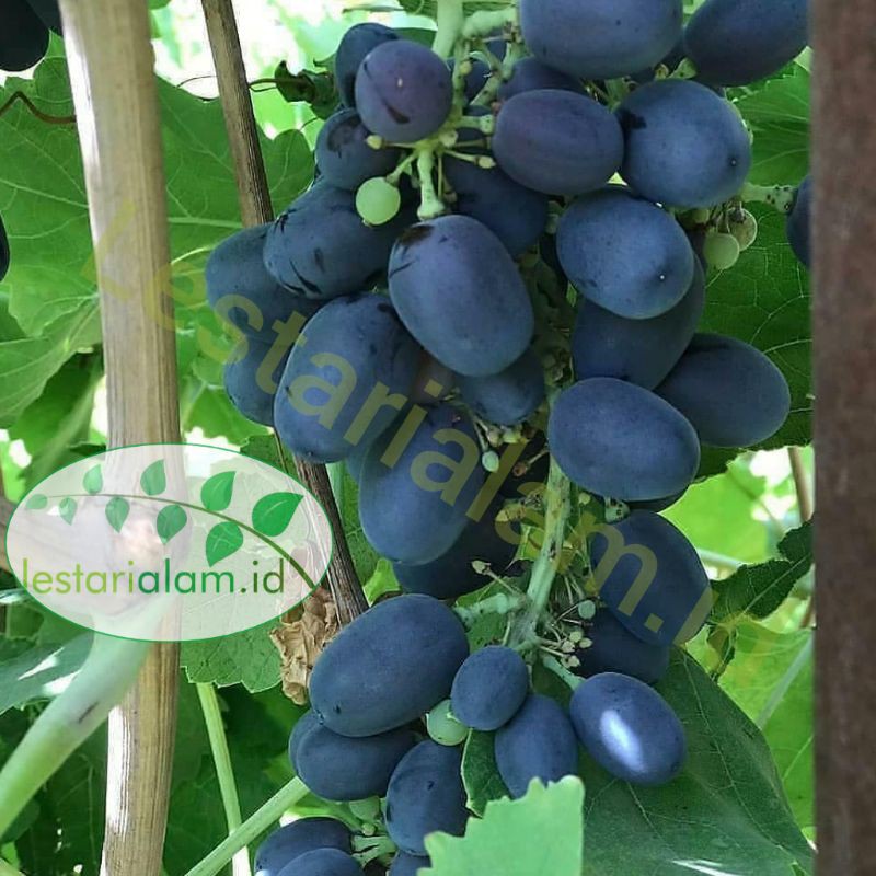 Bibit tanaman pohon buah anggur hitam bibit anggur hitam-0