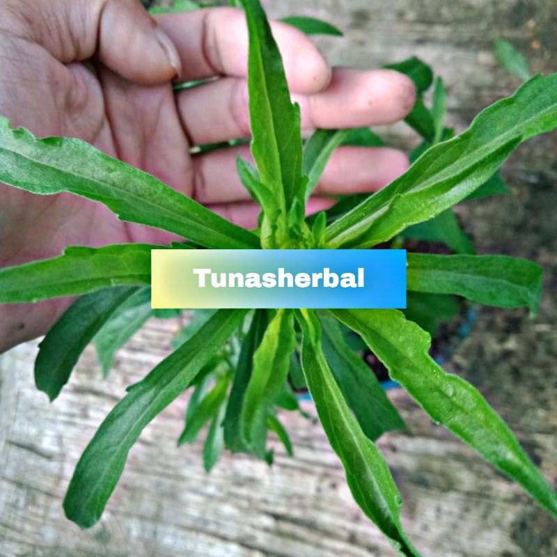 

Jual Daun Jalantir Fres Segar 500 Gram