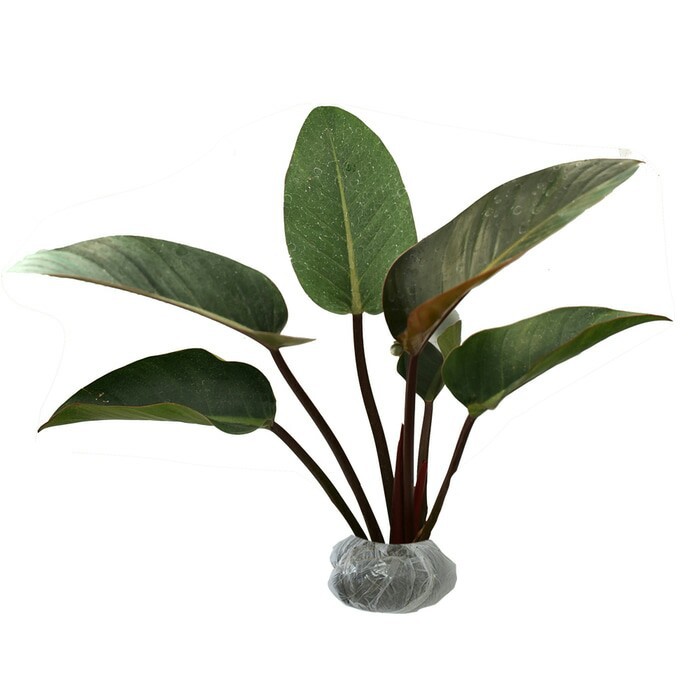 philodendron black cardinal