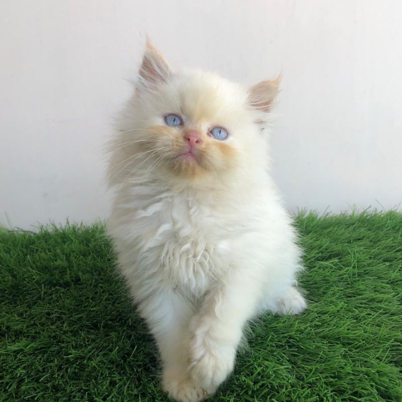 Jual Kucing Anggora Persia Shopee Indonesia