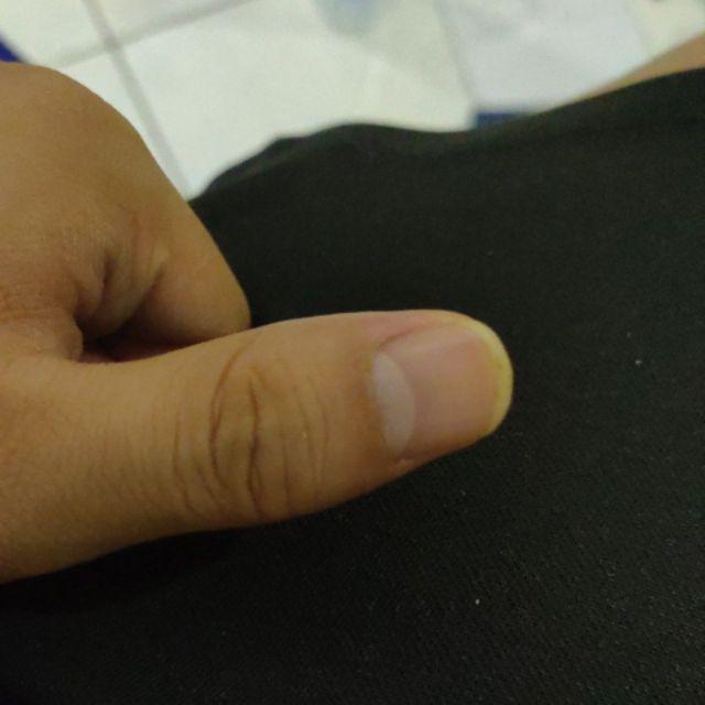 680 Koleksi Gambar Ikan Cupang Cello HD Terbaik