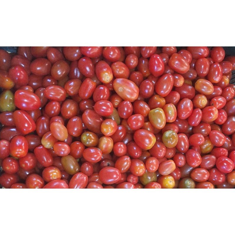 tomat cherry 500 gram