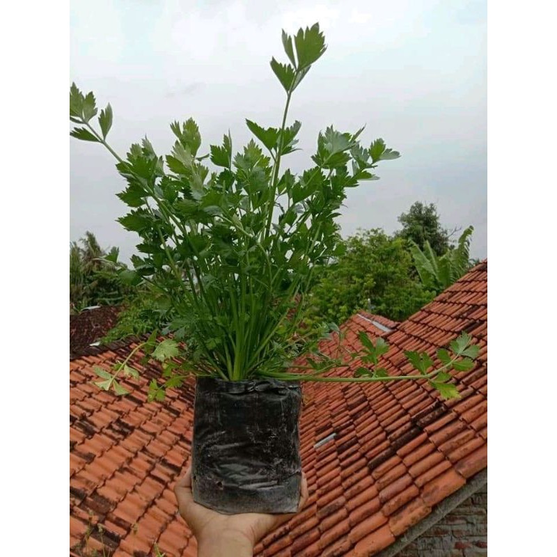 

bibit sayuran seledri