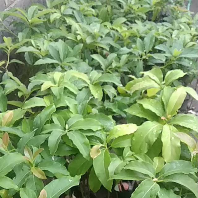 paket bibit alpukat 50 miki 5 aligator 5 wina 2 anggur import trans sama jupiter