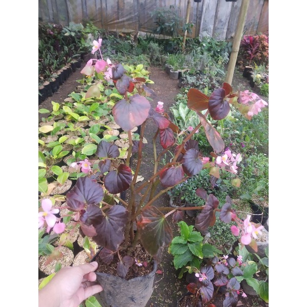 paket tanaman hias begonia kerang, lipstik (merah&pink), geranium (putih&merah), mawar Holland hijau