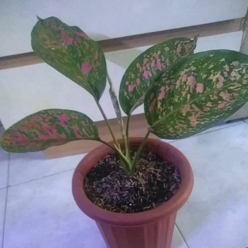 Aglonema Ruby pink Dewasa