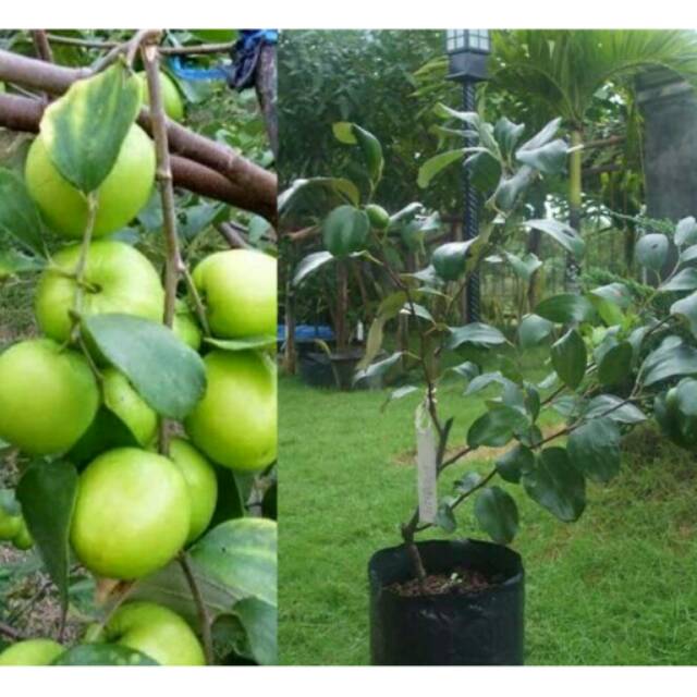 Gambar Pohon Buah Apel India