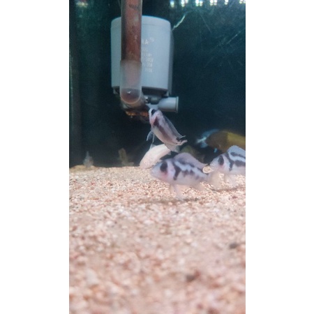 Frontosa black window