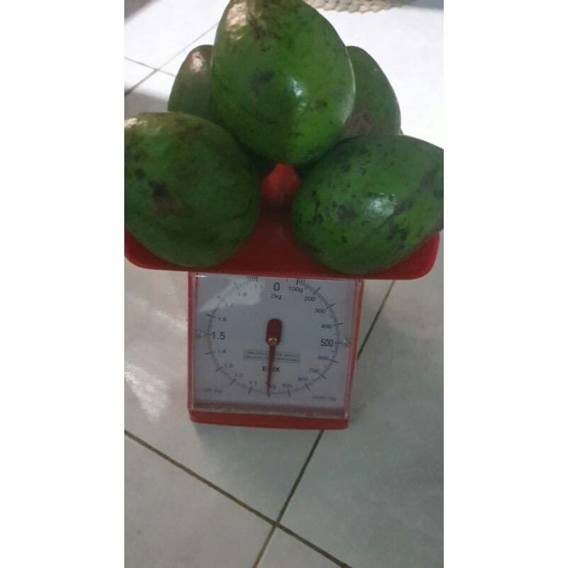 

Alpokat ranau 1kg