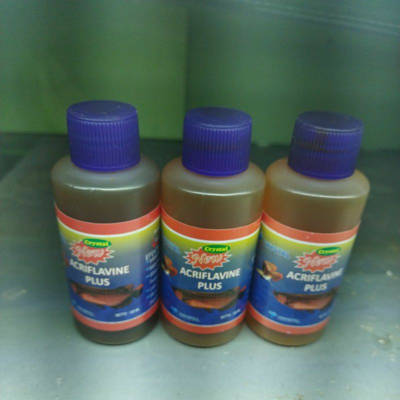 Acriflavine Obat Kuning Ikan Chana Channa Predatos