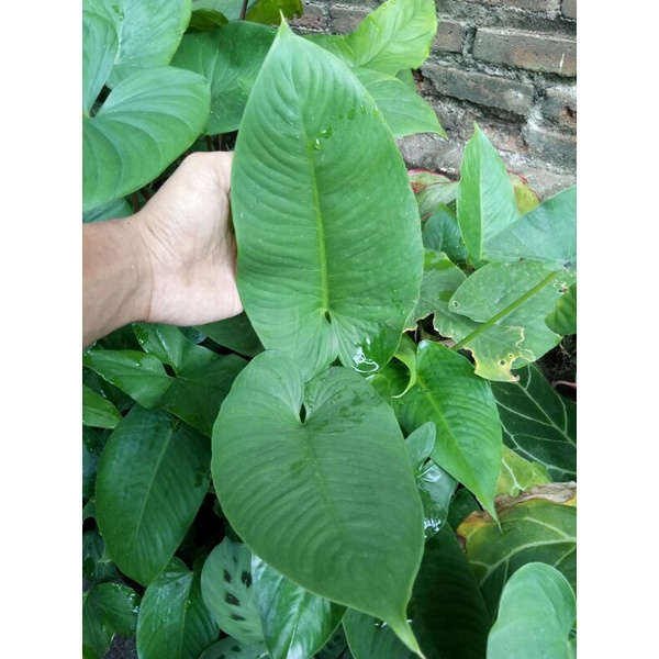 Homalomena Green Schismatoglottis