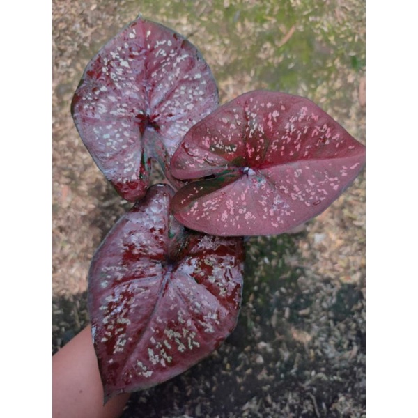 Caladium DOH