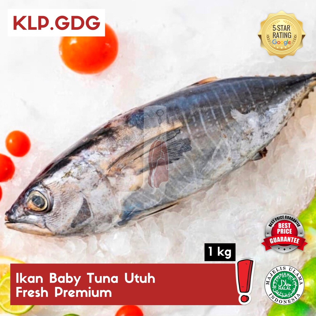 Ikan Baby Tuna Utuh Fresh Premium - KLP Gading