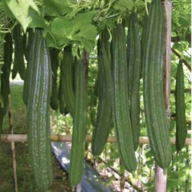 Benih Sayur Gambas Lokal Sayur Oyong Hibrida F1