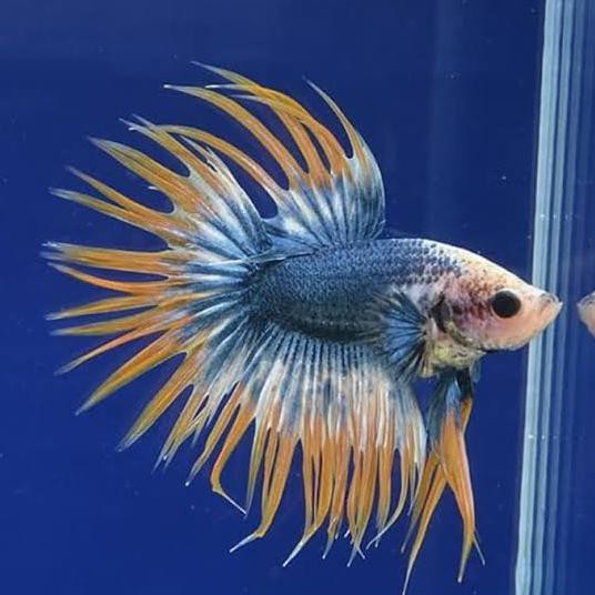Promo Ikan Cupang Hias Serit Crowntail Cupang Serit Size M Full Gede