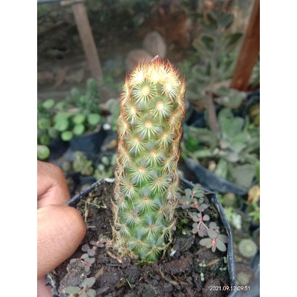 kaktus sangkar mas merah/kaktus murah/kaktus pasaman/kaktus ownroot/mammilaria elongata duri orange