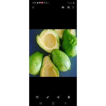 

Alpukat mentega manisss masak