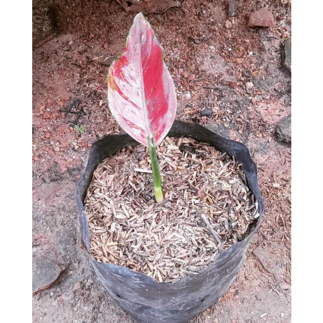 aglaonema Beby ayunindi