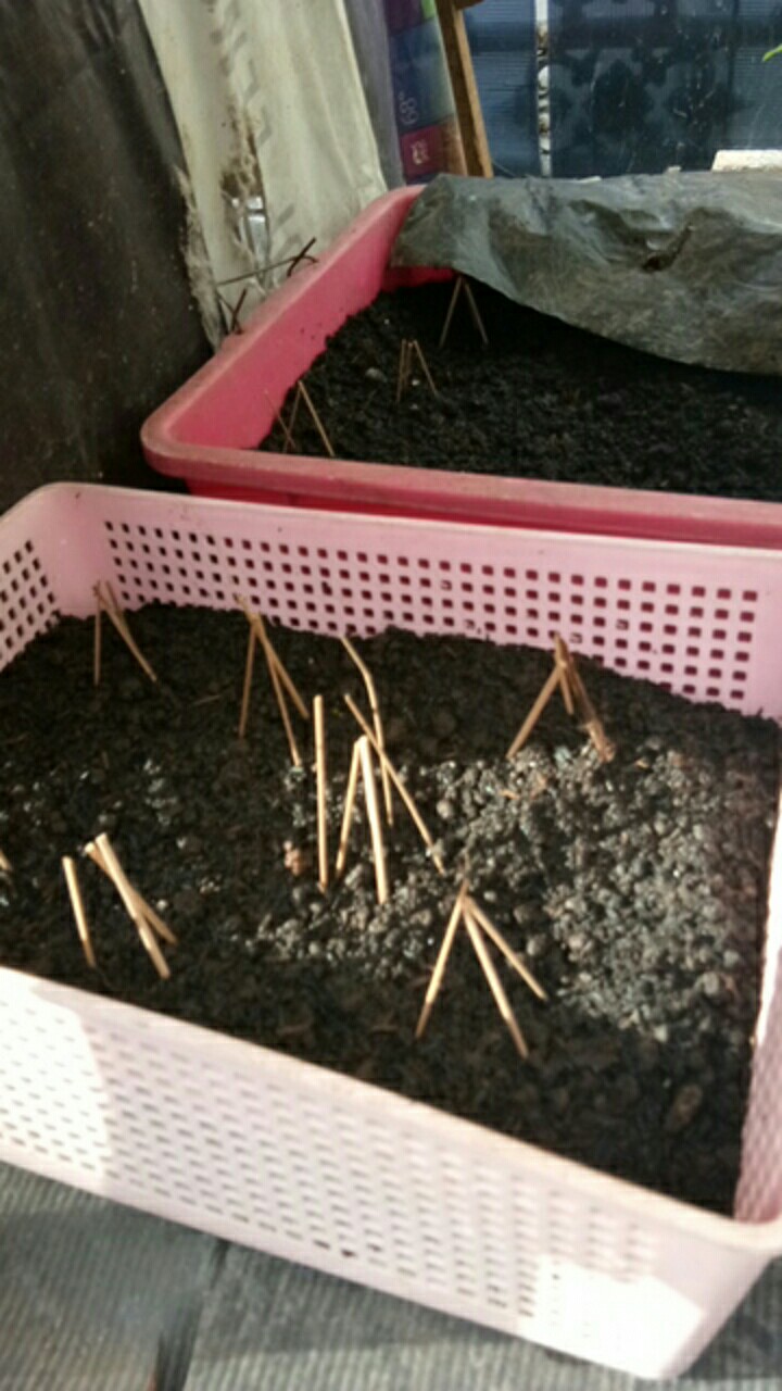 (isi 10 Butir)benih Blue Berry