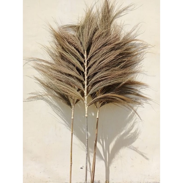 Rayung Stick/Rayung Tinggi ±150cm/Rayung Ikat/Pampas Lokal