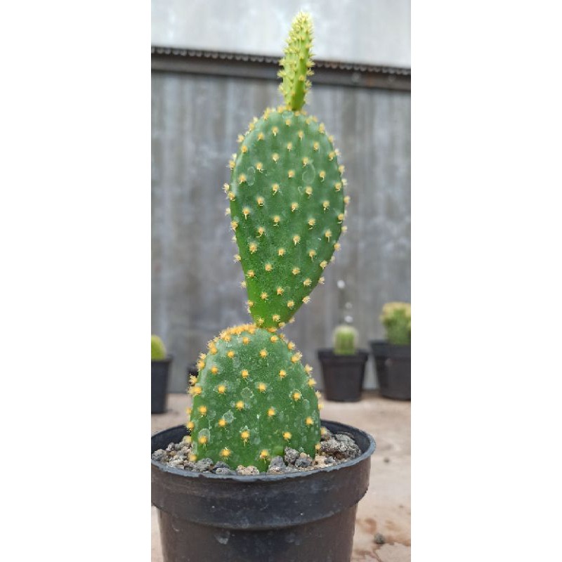 Kaktus opuntia duri kuning big size real video