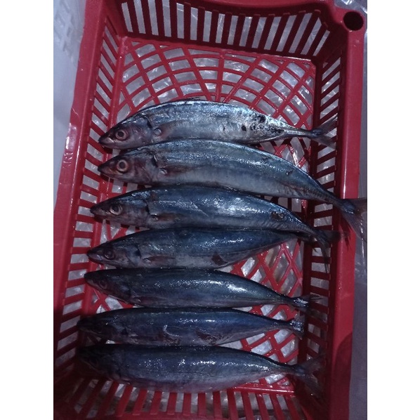 

Ikan Salem Fresh