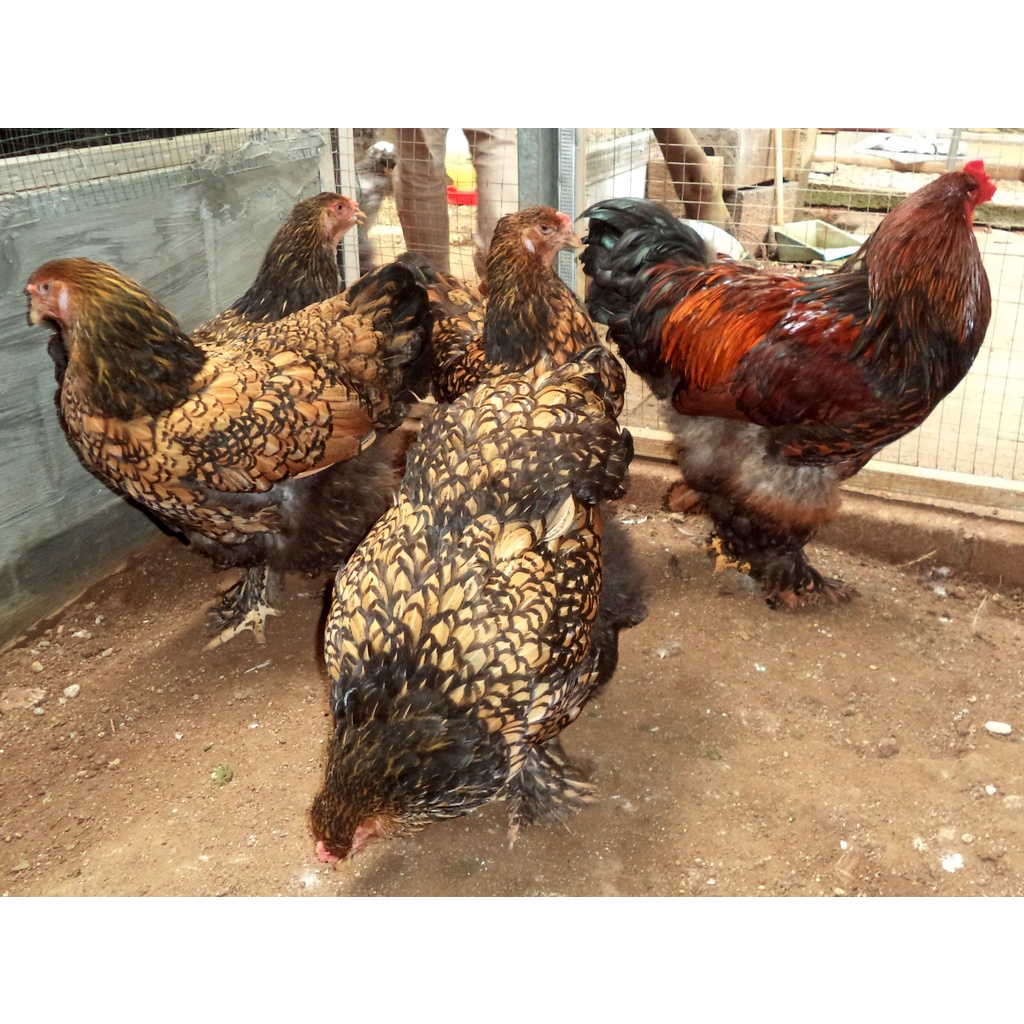 Ayam brahma Gold laced anakan usia 2 bulan real foto & video indukanya