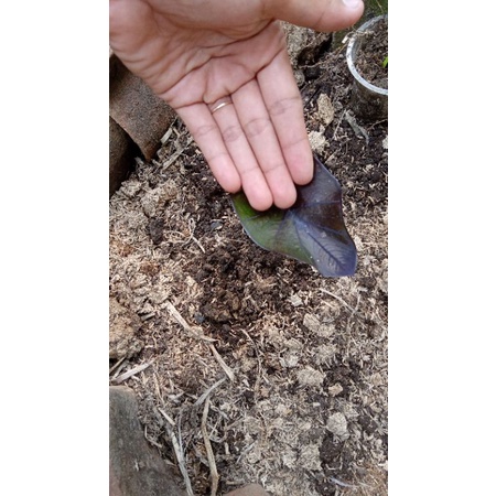 colocasia black coral