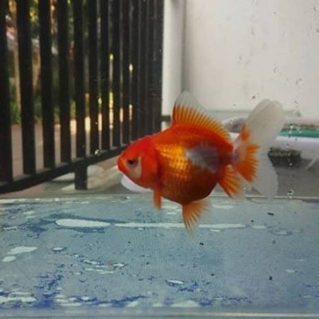 Ikan hias mas koki /goldfish oranda rosetail