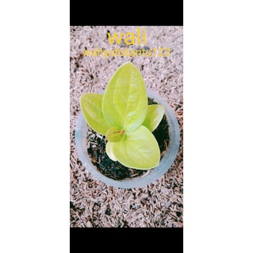 anturium jemani golden jaipong oval