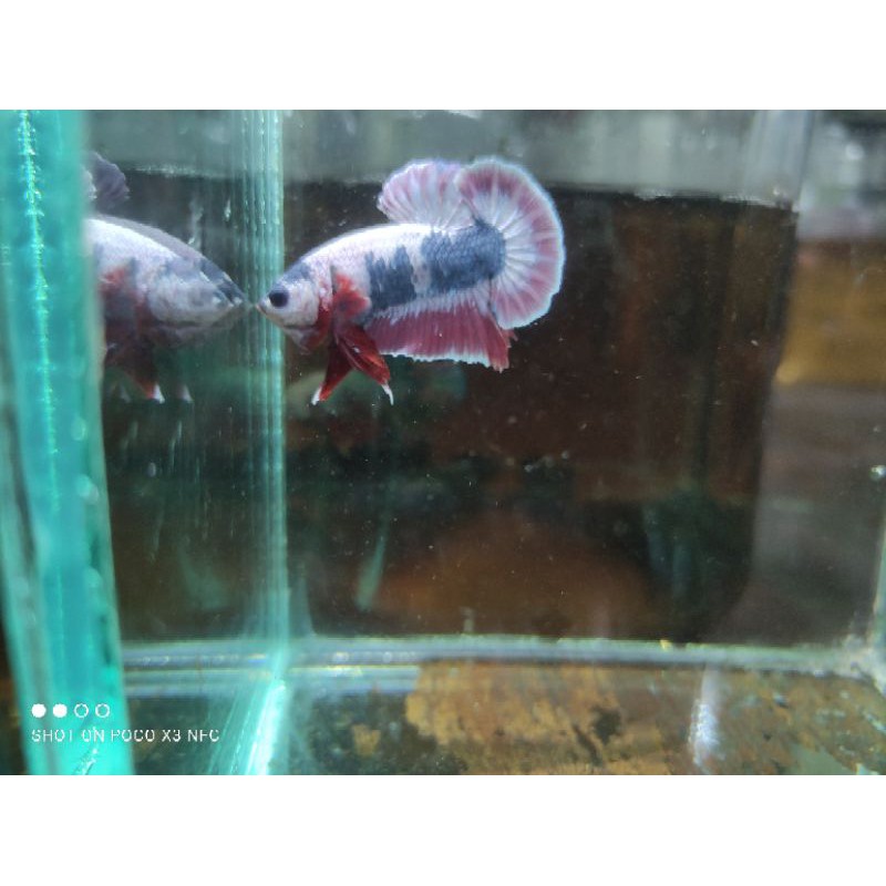 ikan cupang red koi avatar gordon berbagai jenis lainya