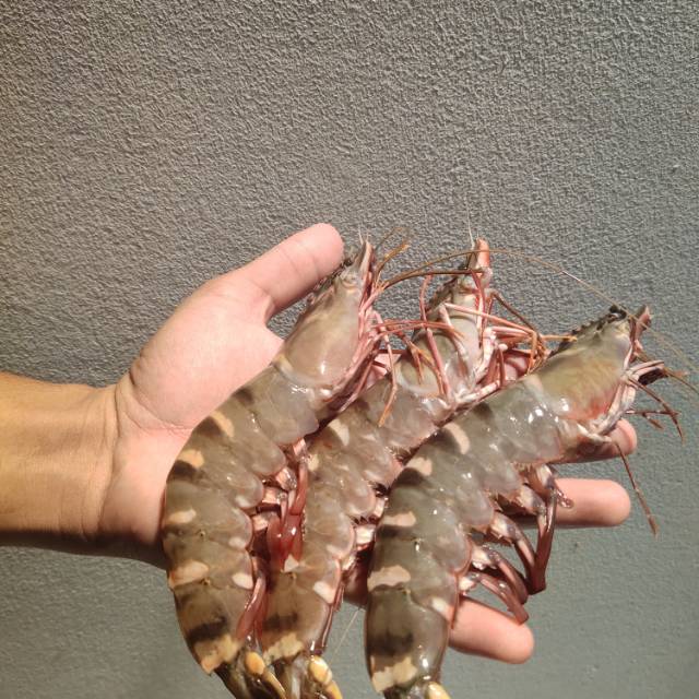 

(isi 10-15) Udang Pancet Windu Fresh Dari Nelayan 1Kg