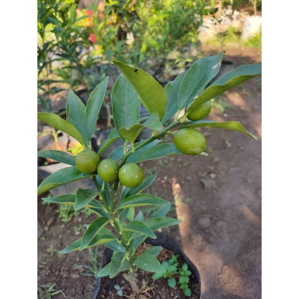 Bibit Jeruk Nagami Pohon Jeruk Nagami Bibit Buah Jeruk Nagami sudah berbunga