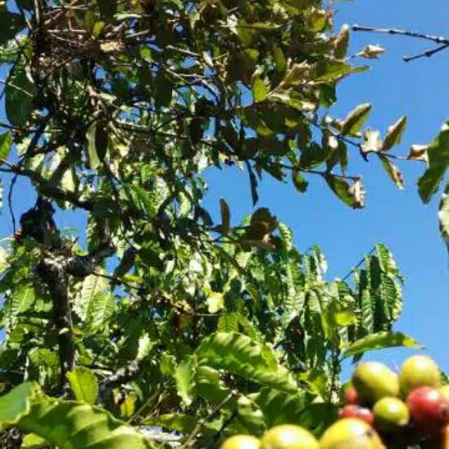

Benalu kopi segar 100gram