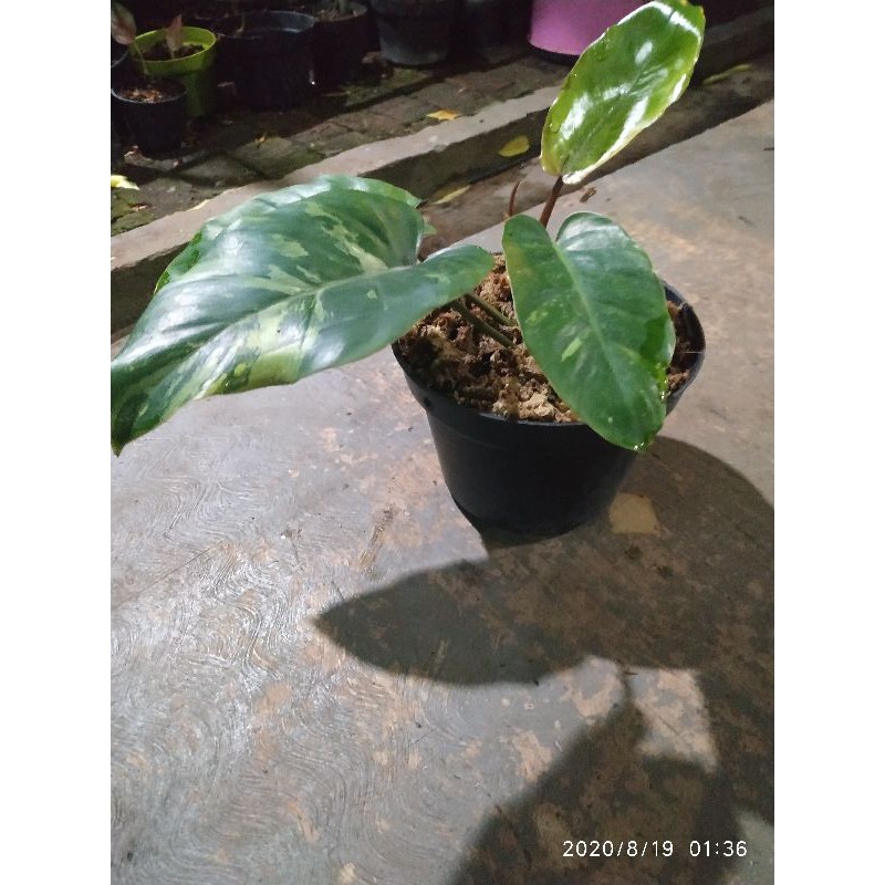 Philodendron Jungle Fever Variegata Shopee Indonesia