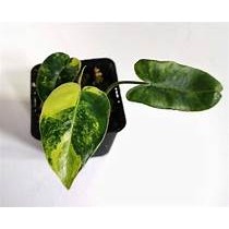 philodendron burle marx variegated care