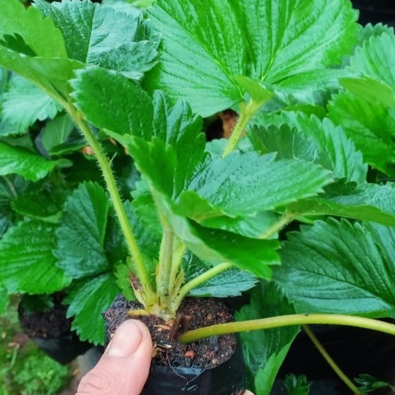 HD BIBIT TANAMAN STRAWBERRY NYOHO BUAH MANIS 4